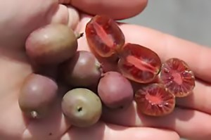 Kiwifruit Kens Red Female